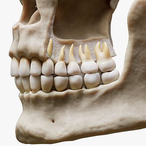 Tooth Structure Bone Anatomy 3D model