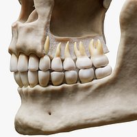 Tooth Structure Bone Anatomy
