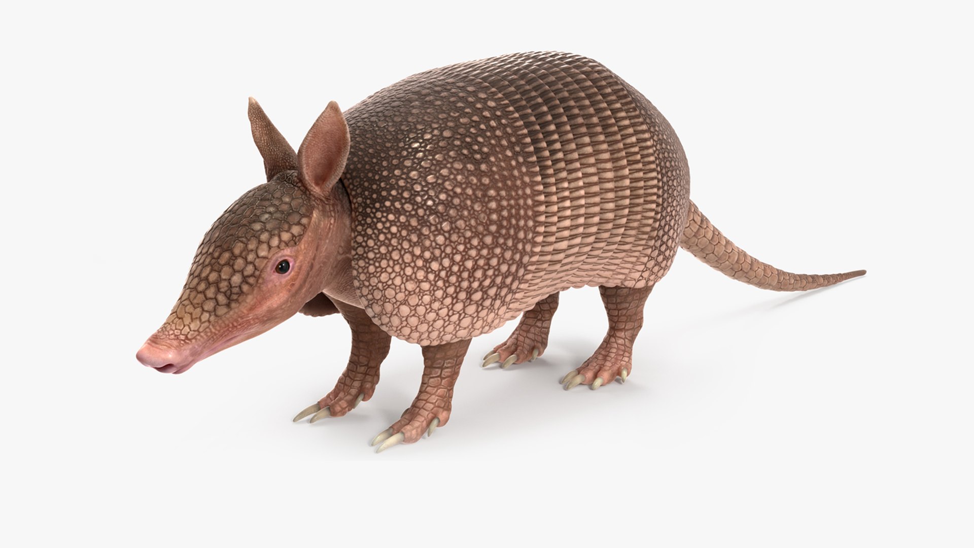 Armadillo Pink Rigged for Maya 3D model preview