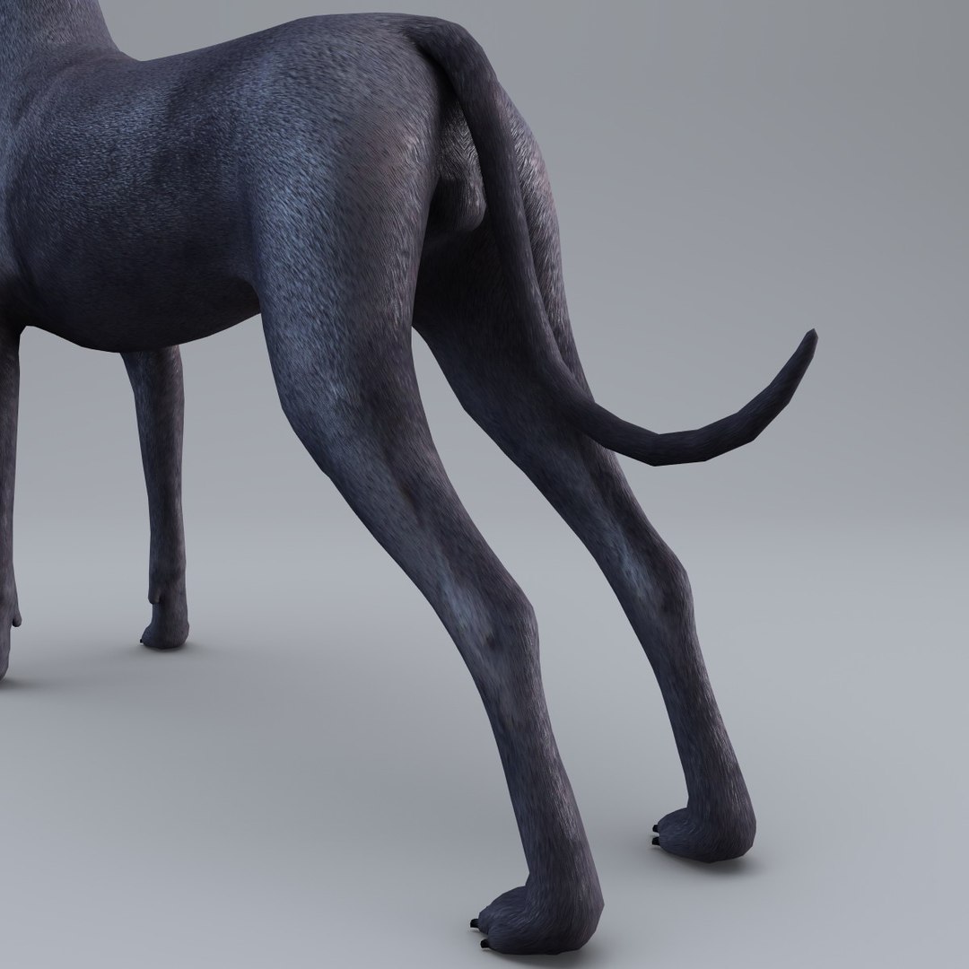3d Model Great Dane Dog
