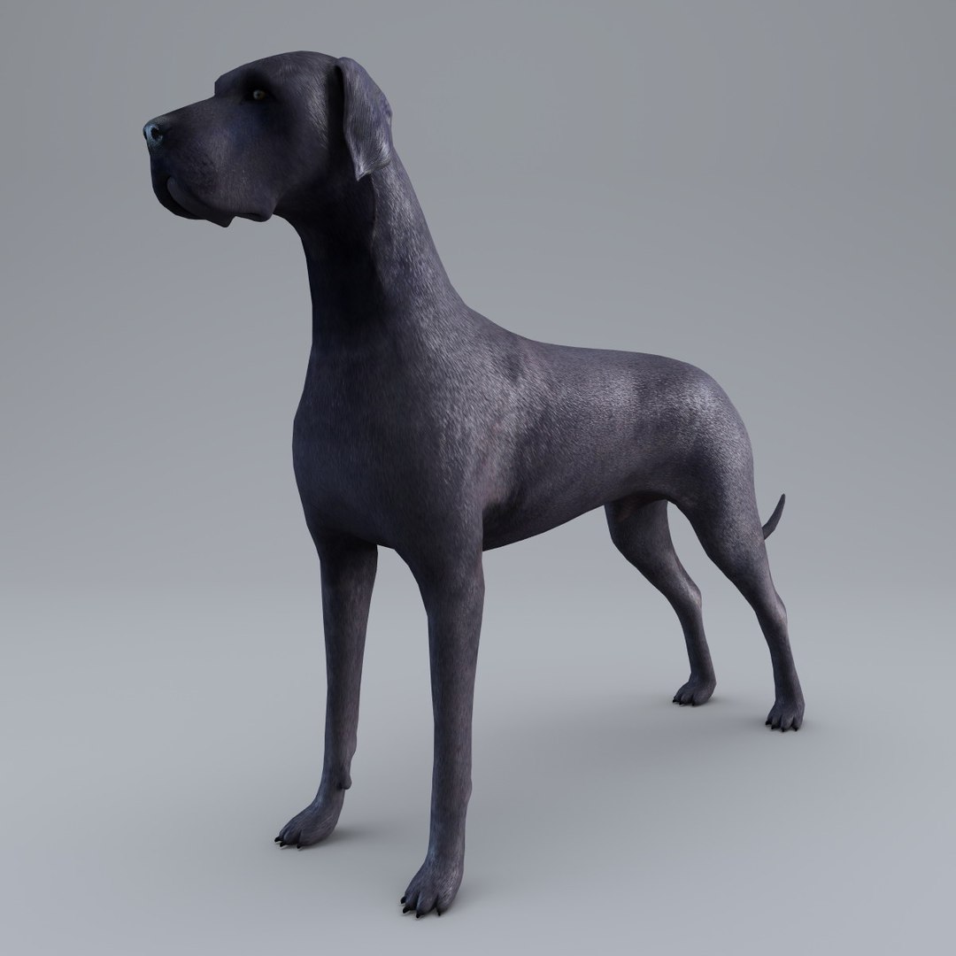 modelo 3d Gran Danés - TurboSquid 711660, image size:1080x1080