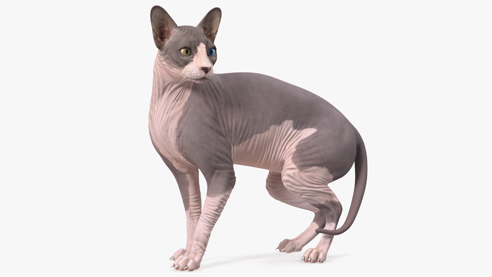 Bicolor Sphynx Cat 3D model preview