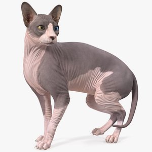 3D bicolor sphynx cat model