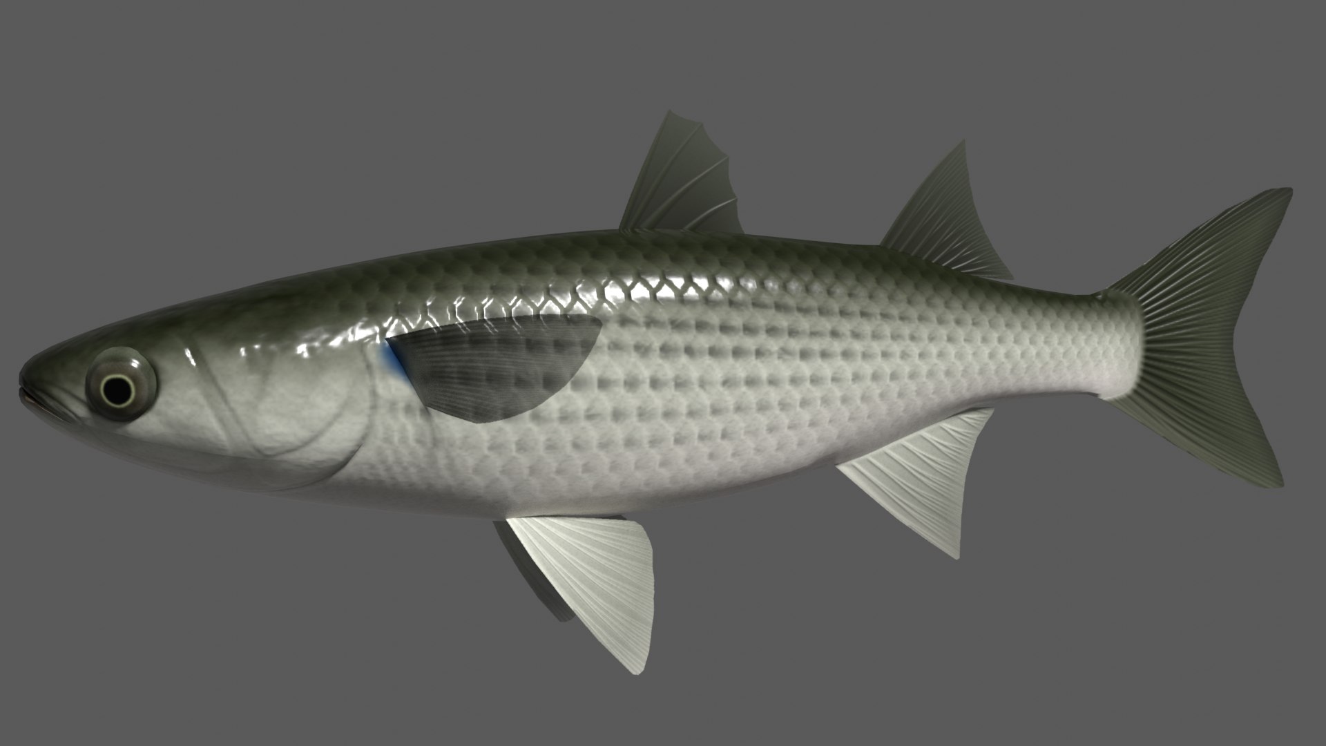 striped bora 3ds https://p.turbosquid.com/ts-thumb/fh/uW8Uix/6Y/boraimage/png/1617514846/1920x1080/fit_q87/11dda53adaf35e4fa8c73751729b28050a8143b4/boraimage.jpg