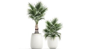 3D palm decorative pot model