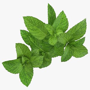 Prop 13 Mint Sprigs Type 01