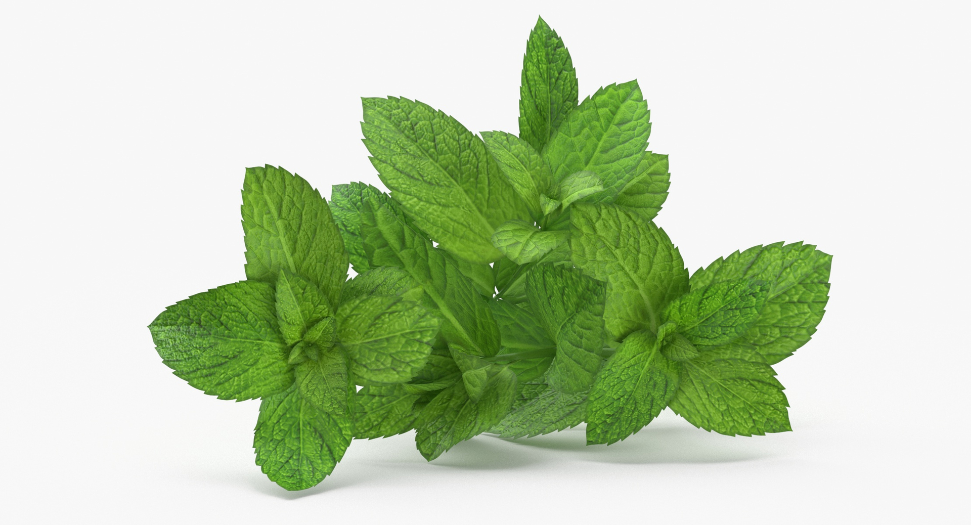 3D Prop 13 Mint Sprigs Type 01 TurboSquid 2145481