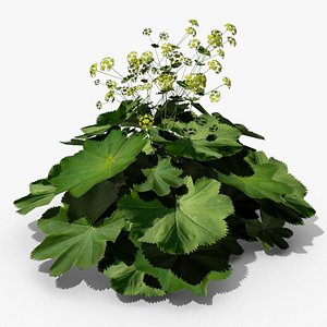 3d alchemilla flowers