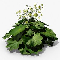 Alchemilla