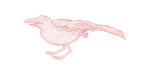 Seagull