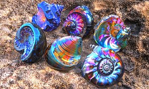 Colorfull Seashell Pack 3D model