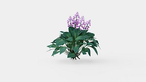 Hosta tardiana Halcyon Bladlilje 3D model