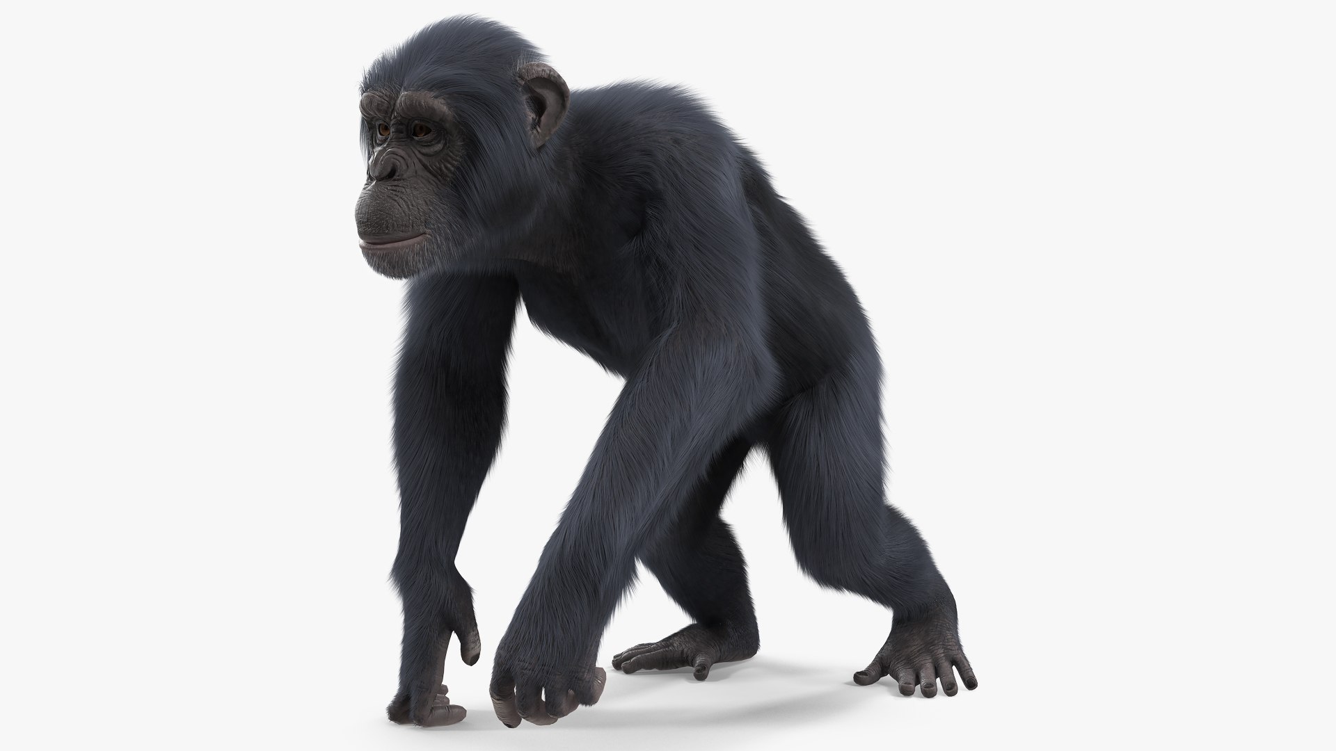 Dark Chimpanzee Walking Pose Fur 3D model preview