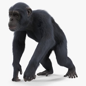 Dark Chimpanzee Walking Pose Fur