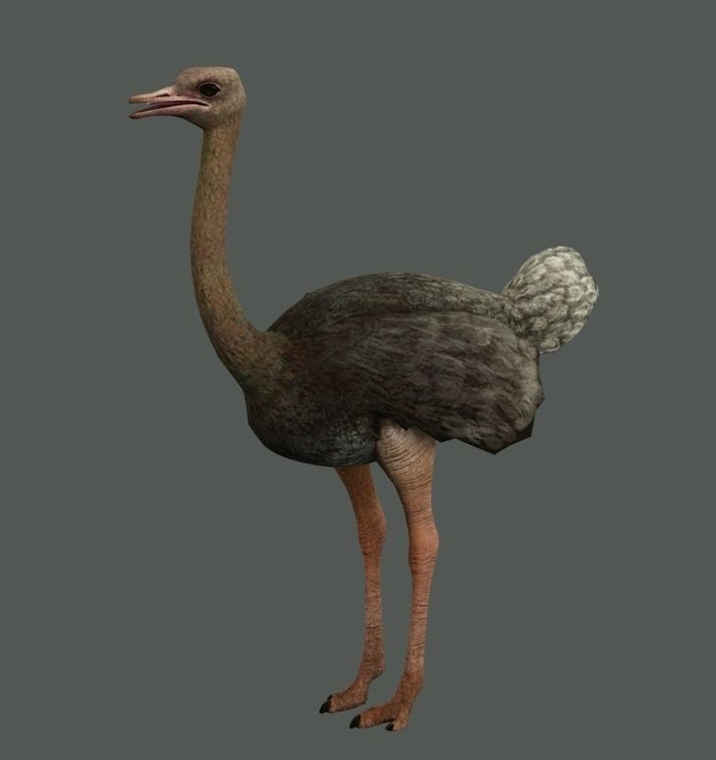 Ostrich Low-poly 3D Model - TurboSquid 1463492