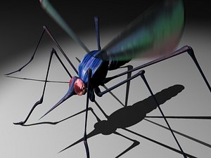 mosquito