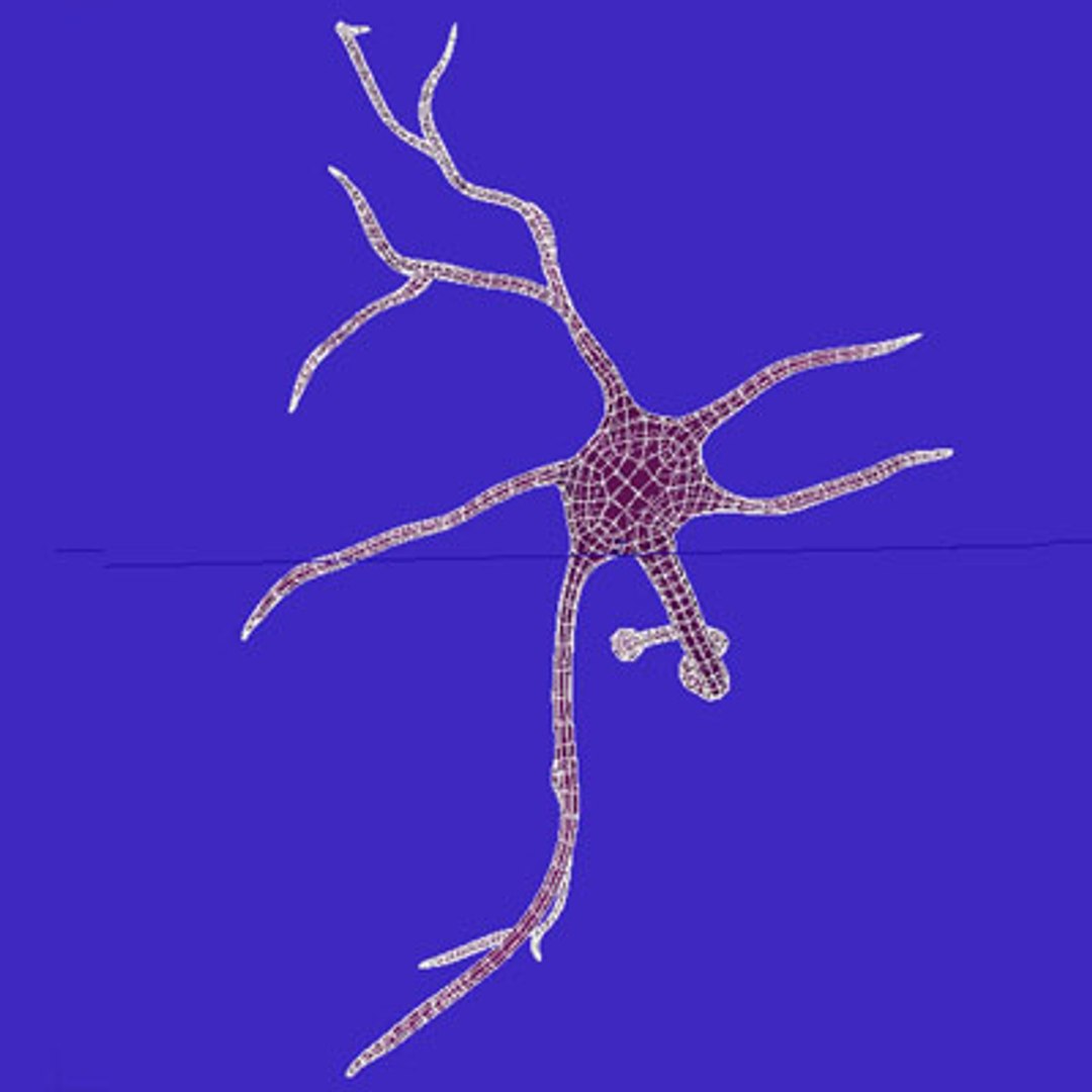Fly Neurons Synapses 3d Model