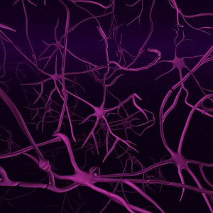 fly neurons synapses 3d model