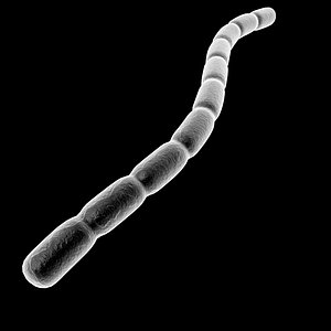 Bacteria 3D