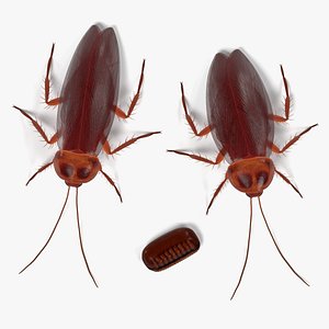 3ds periplaneta americana american