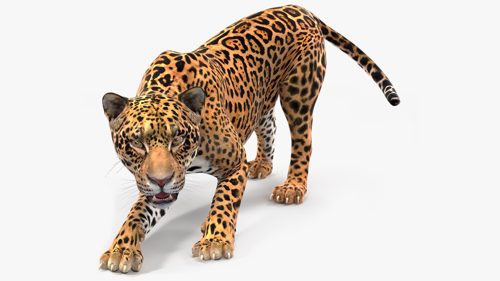 Jaguar Rigged 3D model preview