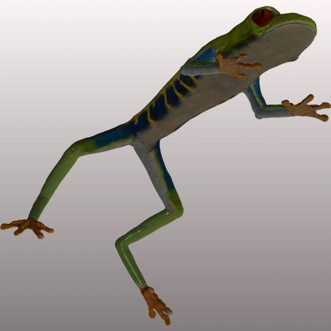 Realistic Green Tree Frog 3d Model