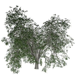 3D American Elm Tree - 08 -