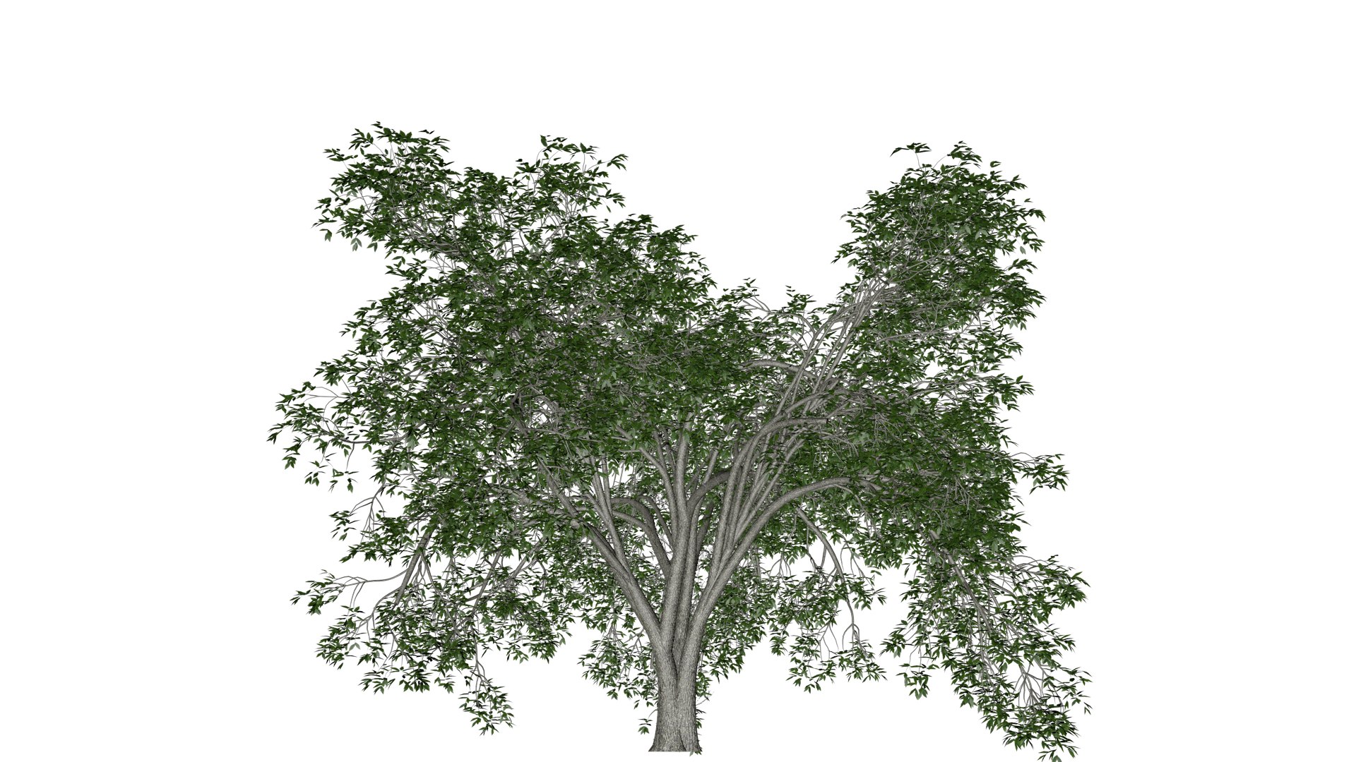 3D American Elm Tree - 08 - - TurboSquid 2374303