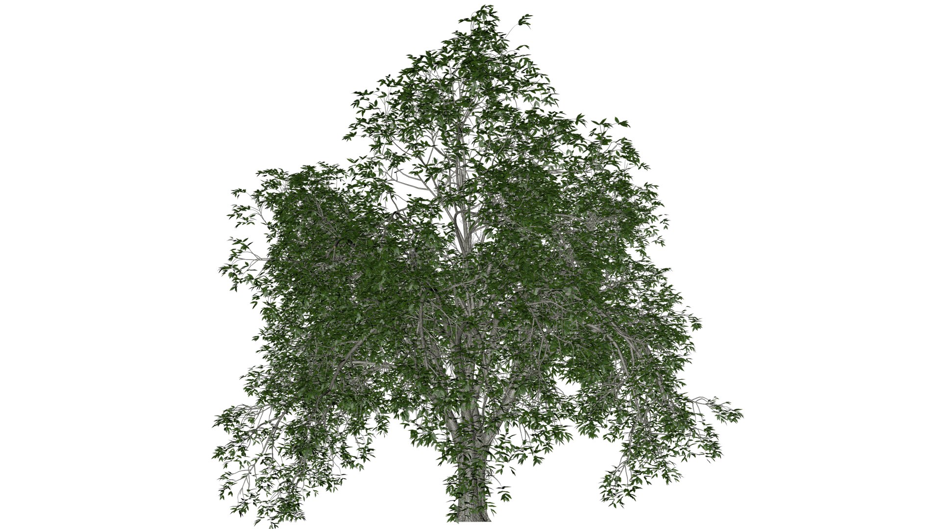 3D American Elm Tree - 08 - - TurboSquid 2374303