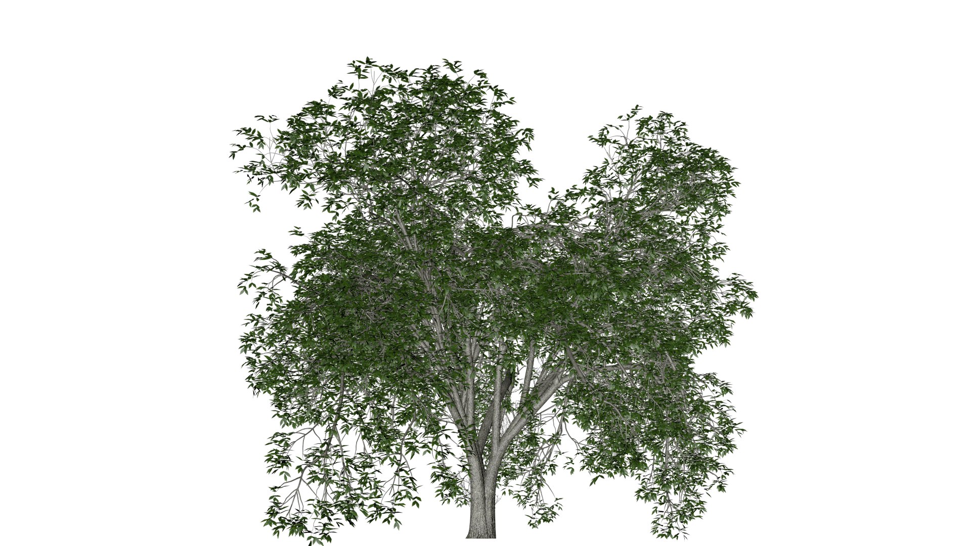 3D American Elm Tree - 08 - - TurboSquid 2374303
