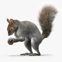 Squirrel with Pine Cone Fur for Maya