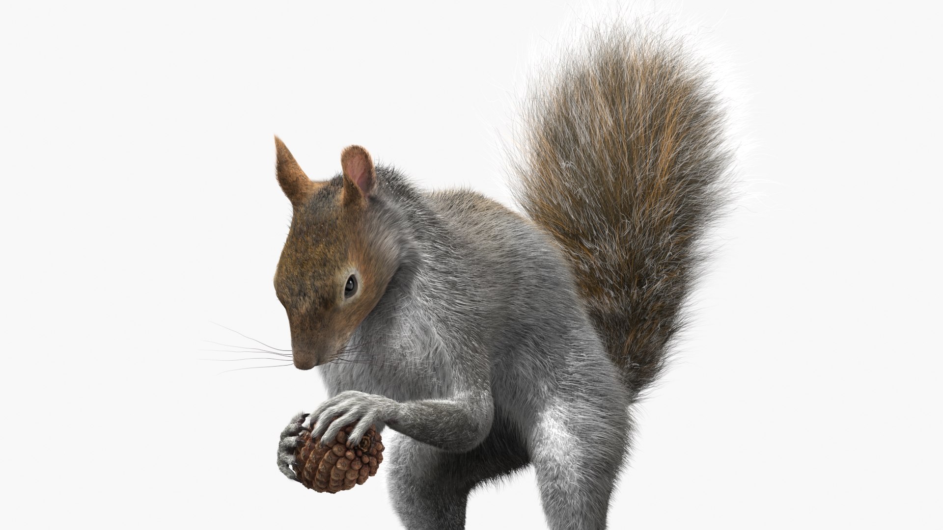 Squirrel with Pine Cone Fur for Maya 3D https://p.turbosquid.com/ts-thumb/fj/GgtCFQ/Jg/squirrel_with_pine_cone_fur_010/jpg/1753820832/1920x1080/fit_q87/67f4cd035988ee15c0709f0034d119f221dca4ae/squirrel_with_pine_cone_fur_010.jpg