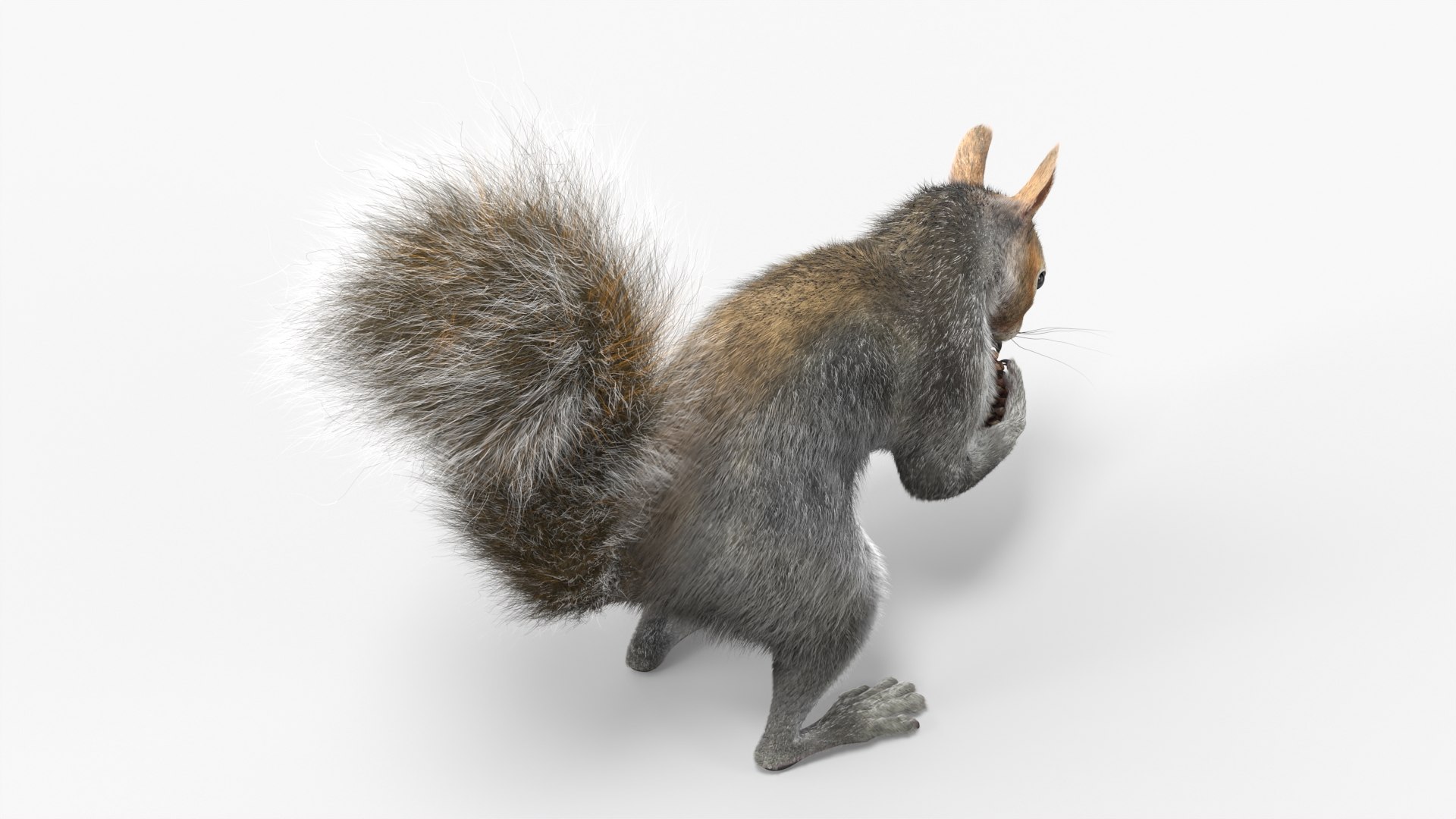 Squirrel with Pine Cone Fur for Maya 3D https://p.turbosquid.com/ts-thumb/fj/GgtCFQ/bf/squirrel_with_pine_cone_fur_008/jpg/1753820826/1920x1080/fit_q87/f83d139c016630c1fecb85de4189646951a5af8f/squirrel_with_pine_cone_fur_008.jpg