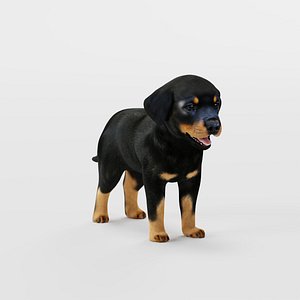Rottweiler Puppy Dog