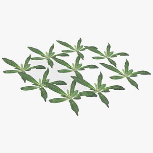 3D plant lawn model