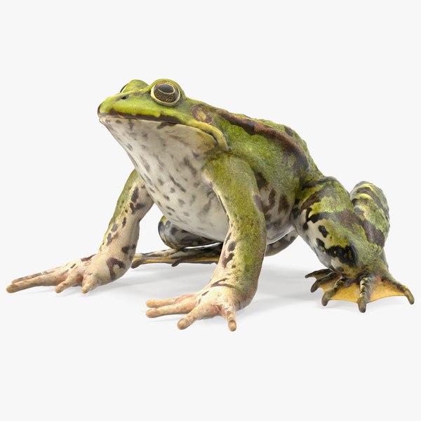 Frog Rigged for Modo 3D-Modell - TurboSquid 1716067