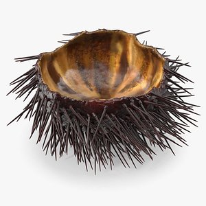 3D model Sea Urchin Shell with Spines