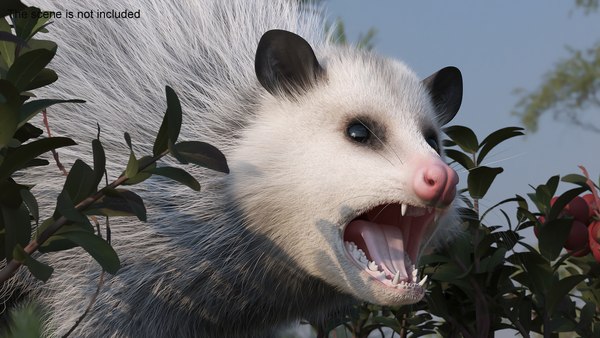 攻撃ポーズのオポッサムの毛皮3Dモデル - TurboSquid 2402319