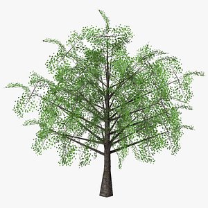 hawthorn summer low poly