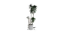 Broken Indoor Plant