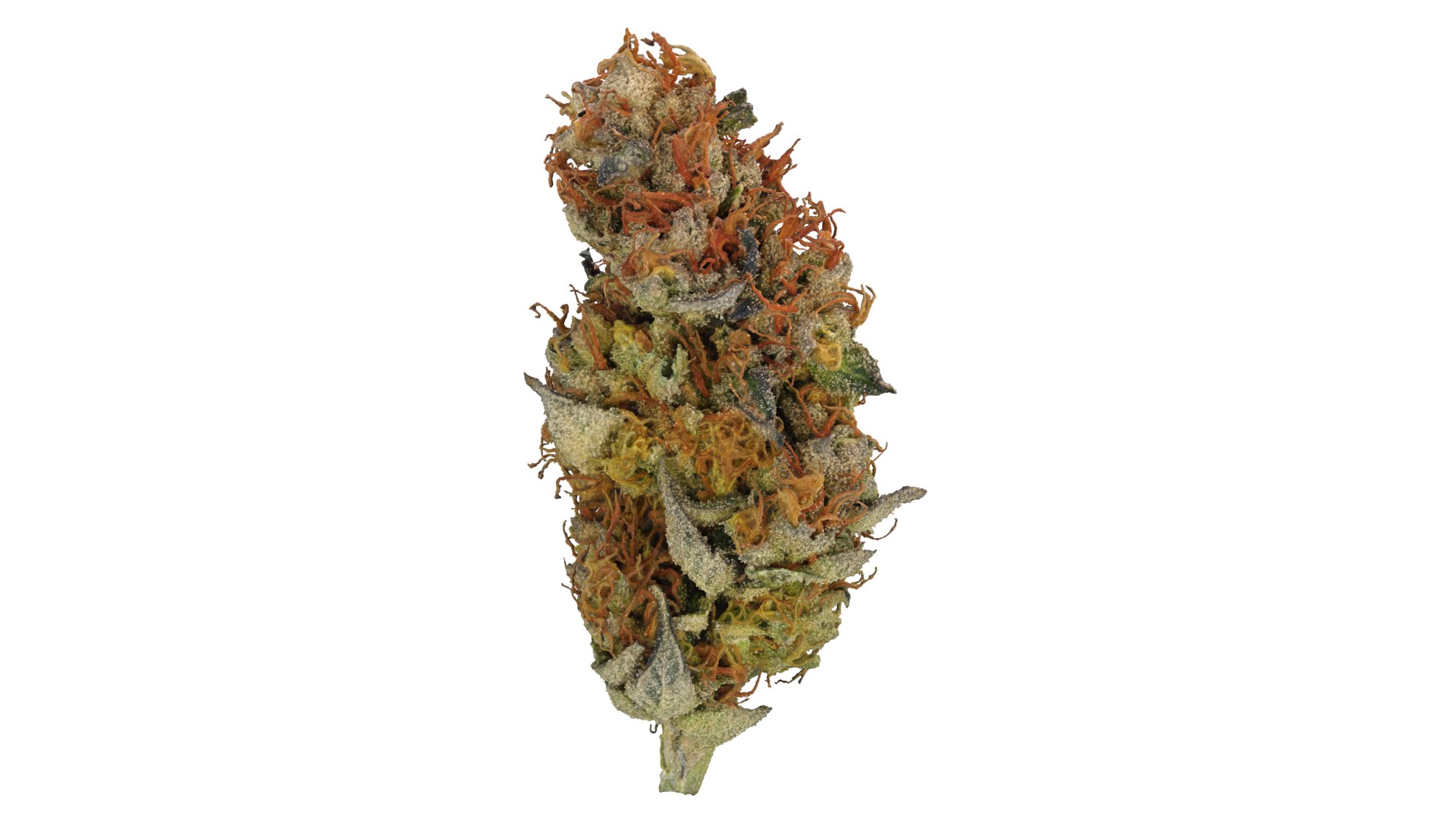 Punch Out Cannabis Bud 3D model https://p.turbosquid.com/ts-thumb/fj/qG48vW/M8/punchout_r7/png/1670966351/1920x1080/fit_q87/678c595ccf6285552e342891bc79e36287d64cfc/punchout_r7.jpg