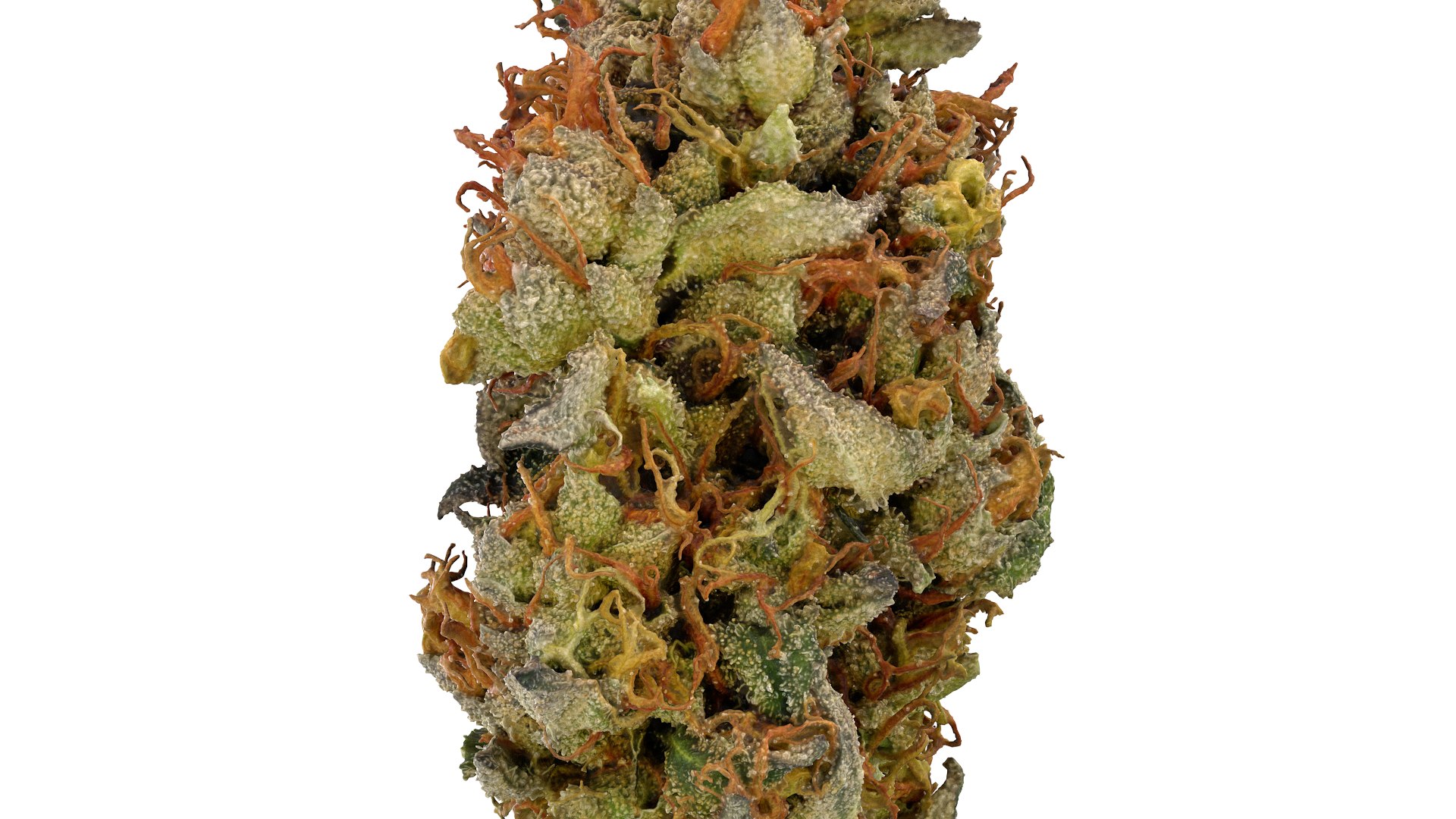 Punch Out Cannabis Bud 3D model https://p.turbosquid.com/ts-thumb/fj/qG48vW/O3/punchout_r8/png/1670966354/1920x1080/fit_q87/24f2f4cec2b8cb3da13890cb296cdf2704a60eba/punchout_r8.jpg