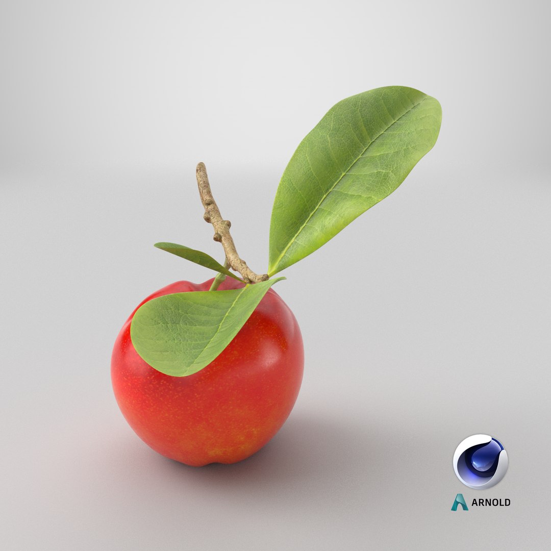 Acerola Fruit with Leaf Red 3D model https://p.turbosquid.com/ts-thumb/fj/sgHQPX/GR/stemcell_cinema_4d_arnold_render/png/1770049150/1920x1080/fit_q87/4ba9f86bb94ab4e6753e529fa180f89a65cad771/stemcell_cinema_4d_arnold_render.jpg