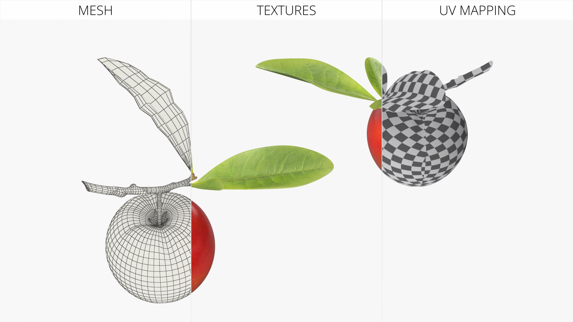 Acerola Fruit with Leaf Red 3D model https://p.turbosquid.com/ts-thumb/fj/sgHQPX/lF/acerola_fruit_with_leaf_red_006/jpg/1768861910/1920x1080/fit_q87/20236cc69df3ed14aef704adc02623d4a2645462/acerola_fruit_with_leaf_red_006.jpg