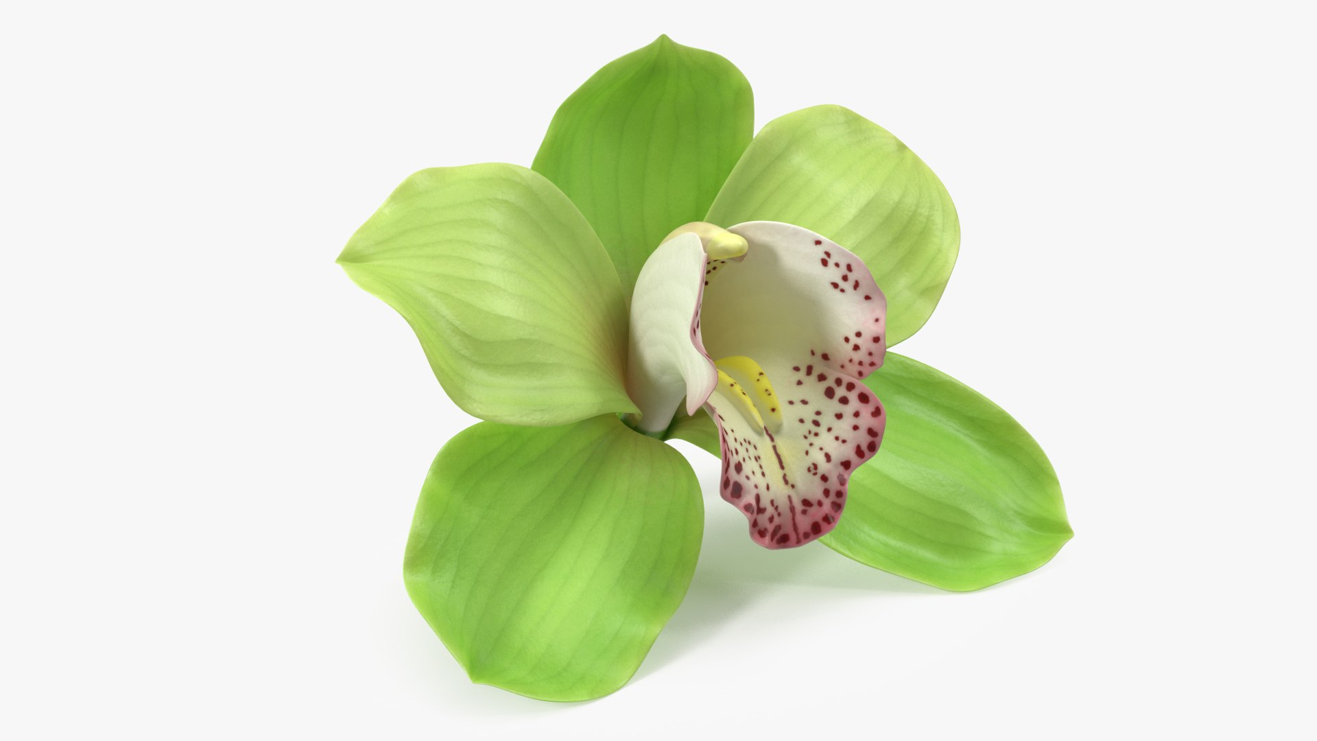 Hybrid Orchid Green 3D model preview
