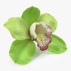 Hybrid Orchid Green 3D model