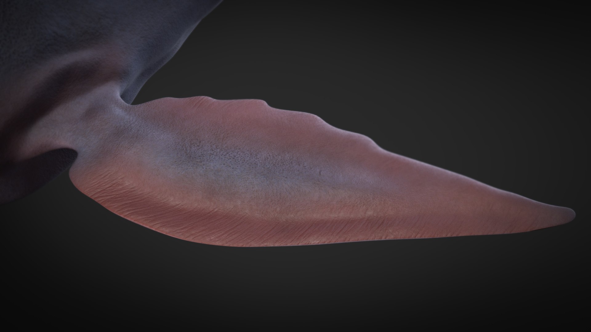 Lochness Monster 3D model https://p.turbosquid.com/ts-thumb/fk/LgGNCj/GC/shot06/jpg/1620240023/1920x1080/fit_q87/b3f2563c66fc30d2ffbd9f82139f0f7f4e481f6c/shot06.jpg