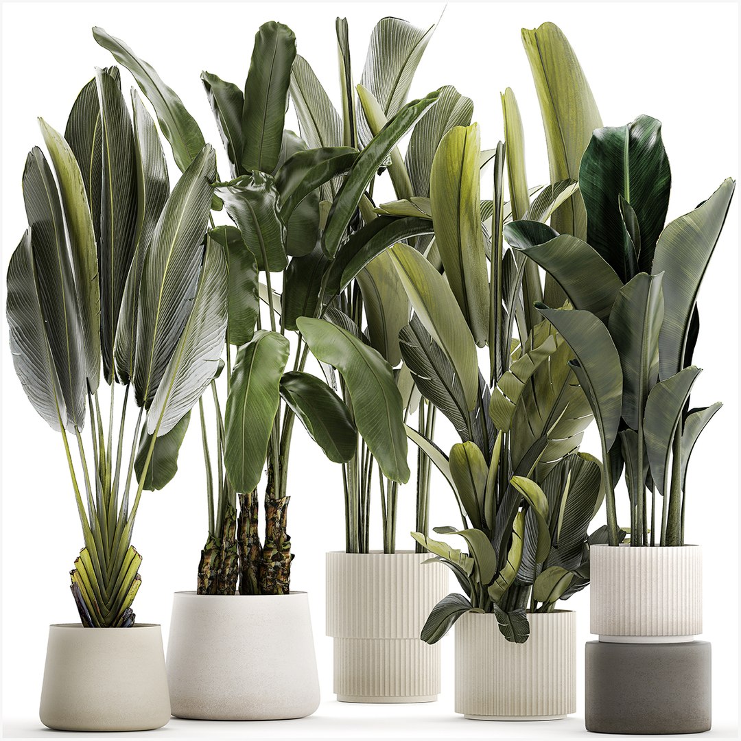 Set Beautiful Plant Strelitzia And Ravenala In A Flower Pot 1330 3d 