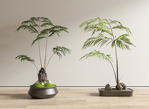 3D model Bonsai Palm Fern Potted Indoor Gardern Green Plants on Desk