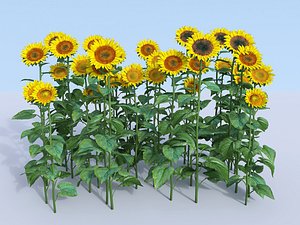 sunflower 3D
